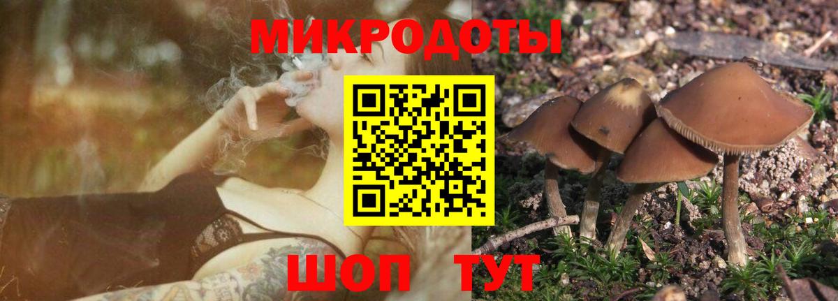 Псилоцибиновые грибы Cubensis Жигулёвск